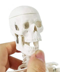 Mini Human Skeleton Model For Anatomy Learning, openable skull feature with close-up of head, non-toxic PVC material, great for med students