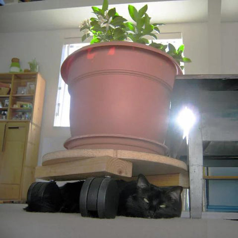 Large potted plant on a wooden platform with wheels, hiding a black cat underneath, in a sunlit indoor setting.