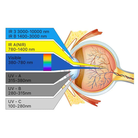 Top Shelf Fiber Laser Eye Protection Glasses With 1064Nm Coverage And OD Six Plus illustration of light wavelengths affecting the eye anatomy.