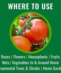 Neem Oil Spray For Gardening Ready To Use Insect And Fungus Control No Mixing For Houseplants And Home Gardens 24 Ounce Bottle Kills Aphids Whiteflies Spider Mites Japanese Beetles And More includes use on tomatoes in gardens