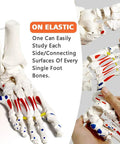 Dope Foot Skeleton Model With Elastic Bungee And Tibia-Fibula Stump for anatomy study, highlighting muscle origins and motion demo
