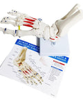 Dope Foot Skeleton Model With Elastic Bungee And Tibia-Fibula Stump Real Cast Foot on base with diagram for anatomy study