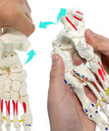 Dope Foot Skeleton Model With Elastic Bungee And Tibia-Fibula Stump for anatomy study in hand demonstrating motion