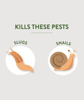 Image showing slugs and snails targeted by Slug And Snail Bait Granules For Lawns Gardens And Greenhouses 2 Pound Pack Kills Slugs And Snails In 3 To 6 Days Safe Around Pets And Wildlife Ideal Outdoor Pest Control For Yard And Garden.
