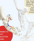 Dope Foot Skeleton Model With Elastic Bungee And Tibia-Fibula Stump Real Cast Foot showing movement simulation for kinematics study.