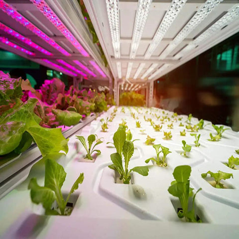 Heavy Duty Grow Room Safety Glasses Blocking UVA And UVB Light For Intense LED Fixtures Low Key Zero Glare Lens With Seamless Full View Coverage Perfect For Plant Parents Who Want Straight Up Eye Relief Without The Hassle Dope Green with plants under LED lighting.