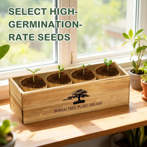 Complete Bonsai Tree Kit for Beginners with 4 exotic species seedlings in wooden planter on windowsill.