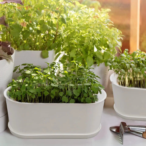 Five Pack White Herb Planter Boxes With Drip Trays Eight Point Five Inch Small Oval Window Planters For Kitchen Sill Indoor Outdoor Use Ideal For Basil Mint Succulents And Flowers Great For Narrow Spaces