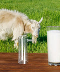 Goat Milking Cup Spare Part For Sheep And Goats White Plastic Milking Cup For Mobile Use On Busy Farms Easy Cleaning Efficient Suction And Milk Flow Dairy Farm Milking Equipment Replacement Part, clear milking cup