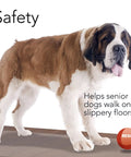 Saint Bernard dog standing on a slip-resistant Premium Clear Floor Protector Mat 27 Inch By 12 Foot Waterproof Roll For Hardwood.