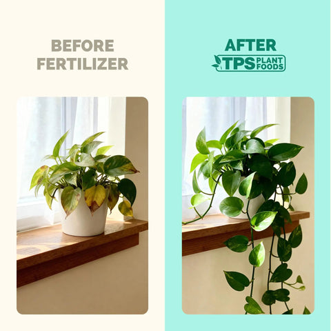 Before and after images of pothos plant showing improvement after using Fuel Your Houseplants With This Complete Liquid Plant Food.