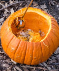 Kickass High Performance Stainless Steel Pumpkin Carving Drill Bit Attachment For Rapid Gutting And Thin Wall Prep With All Standard Drills For Hella Quick Halloween Projects, pumpkin interior with pulp and seeds, scoop visible.