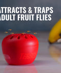 Indoor Fruit Fly Trap 4 Pack With 180 Day Food Based Lure, red apple-shaped trap catching adult fruit flies.