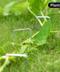 Heavy Duty 6 Inch U-Shaped Landscape Staples Set, 120 Pack, 11 Gauge Galvanized Steel Garden Stakes securing plant on grass