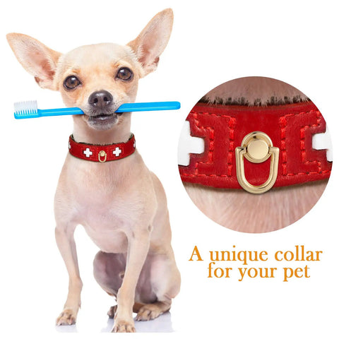 Chihuahua holding toothbrush wearing red collar with D ring highlighted