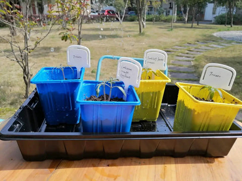 Reusable Seed Tray Set For Easy Grow Seed Starting Microgreens Indoor Gardening And Greenhouse Nurseries No Drain Holes For Mess Free Watering 14.5 By 9 Inches 10 Pack with seedlings