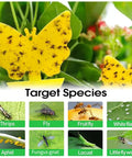 Zero Sweat 58 Pack Yellow Sticky Gnat Traps For Indoor Plants showing butterfly design covered in insects, effective for catching fruit flies.