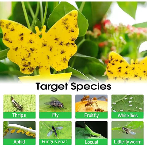Zero Sweat 58 Pack Yellow Sticky Gnat Traps For Indoor Plants showing butterfly design covered in insects, effective for catching fruit flies.