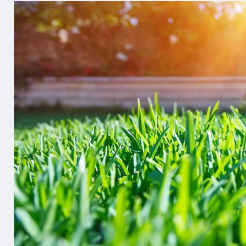 Close-up of sunlit grass on a lawn, perfect for use with Nonstick Lawn Mower Deck Spray With Pressurized Can To Deter Grass Clipping Buildup And Easy Release Reduces Clumping Protects Mower Deck From Breakdowns Metal Safe Spray On 11 Oz.