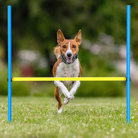 Dog jumping over blue and yellow hurdle from the 8 Set Dog Agility Jump System With Adjustable Hurdles For Indoor Outdoor Training.