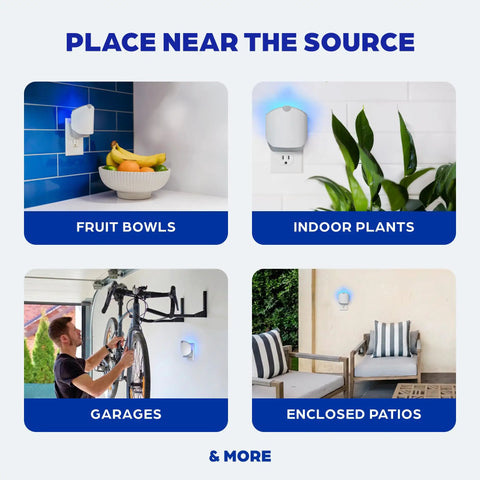 Plug And Play Flying Insect Trap Kicks Out Gnats Fruit Flies And Pesky Moths Zero Chemical Indoor Bug Catcher near fruit bowls and indoor plants.