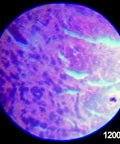 1200X magnification view using Beginner Friendly Hands On Educational Microscope Kit for Kids With Metal Arm and Stage
