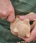 Person carving bear figure from basswood for DIY crafts with 12 Pack Unfinished Basswood Carving Blocks Kit Rectangular Wooden Blocks For Diy Carving Crafts And Whittling 4 By 1 By 1 Inch Blocks For Adults Beginners And Experts Smooth Burr Free Non Toxic Natural Wood.