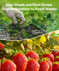 Hand removing weeds from a garden bed with healthy strawberries growing to show before and after weed control.