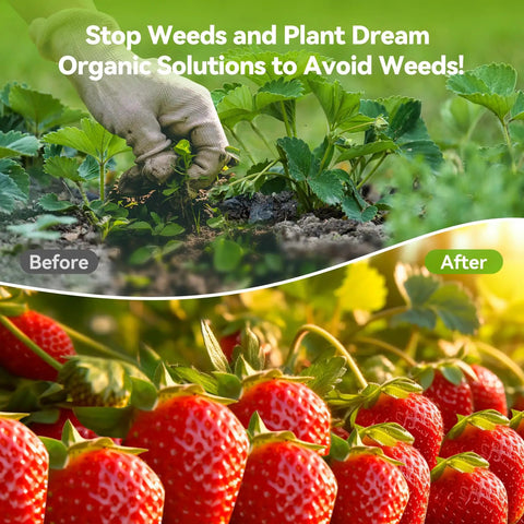 Hand removing weeds from a garden bed with healthy strawberries growing to show before and after weed control.
