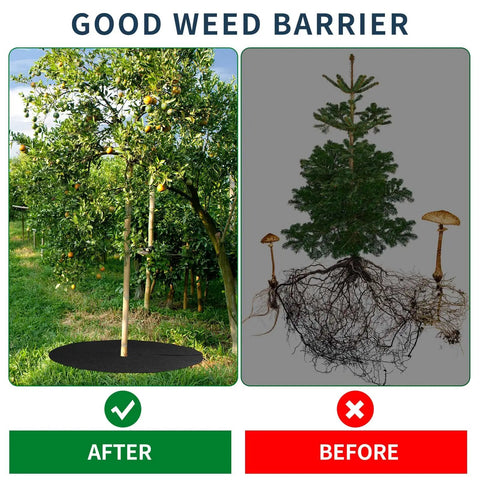 Side by side comparison of tree with 16 Pack 32 Point 2 Inch Non Woven Tree Mulch Rings Weed Barrier Mats Reusable Landscape Protector Base Fabric For Weed Root Protection Lowkey Breathable Permeable Air Water Nutrients Pass Through Black and tree without mulch ring, showing difference in weed growth.