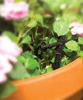 Patio Drip Irrigation Kit With Faucet Connection, 42-Piece Set, One Quarter Inch Tubing watering planter with pink flowers