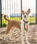 Dog wearing Two Pack Paracord Keychain Hook With Carabiner Clip And Orange Braided Strap Locking D Ring Key Ring Holder outdoors