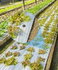 Close-up of lettuce planted in covered rows using landscape fabric with 50 Pack Landscape Fabric Stakes Black Plastic Anchoring Spikes 6.3 Inch For Ground Cover Cloth Weed Barrier Pins Garden Edging And Lawn Staples Durable Yard Stakes For Weed Control.