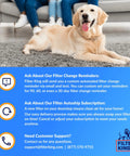 Golden retriever on carpet with Filter King air filter service information