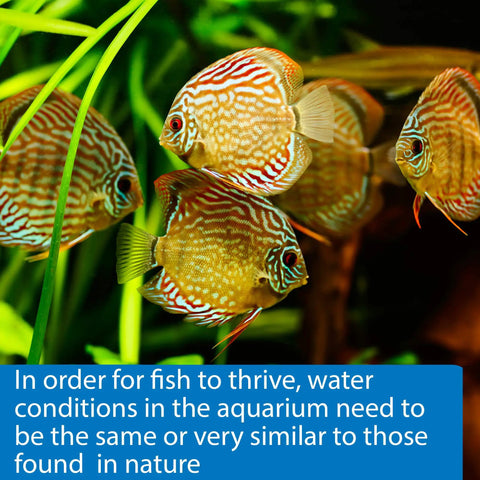 Hella Reliable 5In1 Aquarium Test Strips Keep Your Freshwater And Saltwater Tanks Flopping Smooth Checks PH Nitrite Nitrate Hardness 100 Count with colorful fish swimming in a planted aquarium.