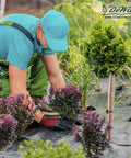 Gardener installing Heavy-Duty Weed Barrier Fabric 4 by 100 Feet Breathable Woven Polypropylene Ground Cover Blocks Weeds