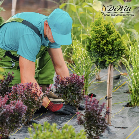 Gardener installing Heavy-Duty Weed Barrier Fabric 4 by 100 Feet Breathable Woven Polypropylene Ground Cover Blocks Weeds