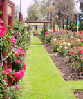 Garden path lined with vibrant pink and red roses beside well-maintained grass and wooden fences on a sunny day.