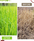 Comparison image showing lush, green grass labeled 'After' and dry, brown grass labeled 'Before' with plant designs.