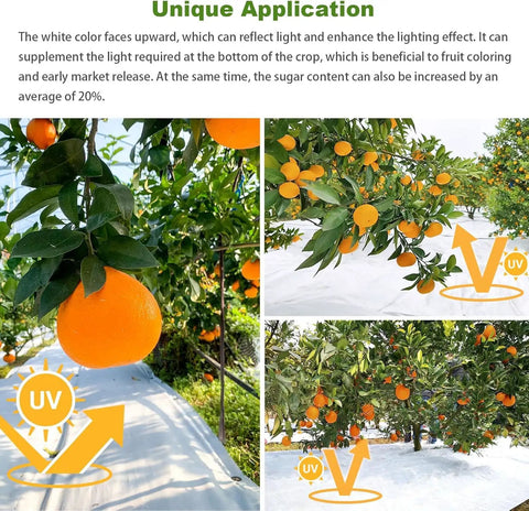 Orchard with orange trees using UV reflective ground cover to enhance lighting and fruit growth, showcasing orange fruits.