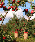 100 Pack Black Fruit Tree Limb Spreaders For Strong Branch Spreading And Crotch Angles Plastic Bonsai Trunk And Stem Trainer Tools used on apple tree branch in orchard.