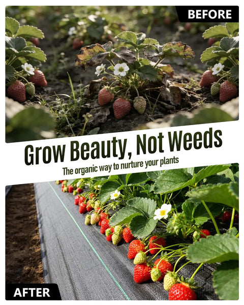 Before and after using Heavy Duty Weed Barrier Fabric 3 Ft By 300 Ft Woven Geotextile 3.2 Oz Permeable Garden Cloth in strawberry beds
