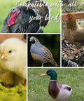 Variety of birds including turkey, chick, quail, hen, and duck showcasing compatibility with Spill Proof Automatic Chicken Waterer Cups 8 Pack