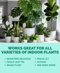 Fuel Your Houseplants With This Complete Liquid Plant Food Promotes Lush Growth Dense Roots And Bright Foliage Super Simple Eight Ounce Mix displayed with indoor plants.