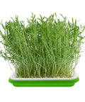 Five Layer Seed Starter Kit With Clear Lid No Tool Needed Stainless Steel Shelf And Soil Free Germination Trays for microgreens.
