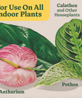 Close-up of Anthurium and Pothos leaves, labeled for use with Straight Fire Liquid Plant Food For Indoor Houseplants And Potted Greens With Fast Absorbing Nutrients To Give Your Greenery A Dope Boost And Build Rock Solid Roots For Zero Sweat Care 8 Fl Oz Two Pack.