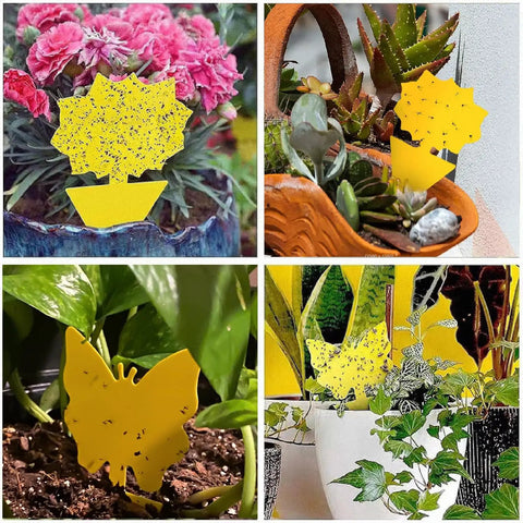 Zero Sweat 58 Pack Yellow Sticky Gnat Traps For Indoor Plants That Straight Out Knock Down Fungus Gnats And Sneaky Fruit Flies With Sweet Sunflower And Butterfly Adhesive Cards displayed with various plants.