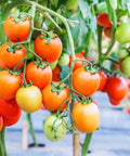 Tomatoes growing on vines with Pro Grade 5oz Landscape Fabric Weed Barrier Mat 3 Feet By 50 Feet Heavy Duty Ground Cover visible.