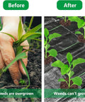 Tough As Nails Heavy Duty Garden Weed Barrier Fabric With Planting Holes 26 By 6.5 Feet Weed Blocking Landscape Cloth in use showing before and after results in garden.