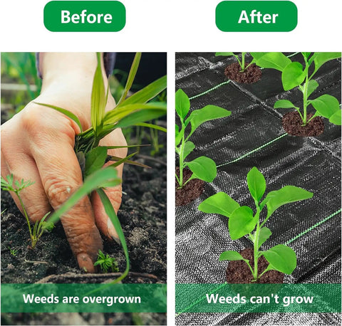 Tough As Nails Heavy Duty Garden Weed Barrier Fabric With Planting Holes 26 By 6.5 Feet Weed Blocking Landscape Cloth in use showing before and after results in garden.